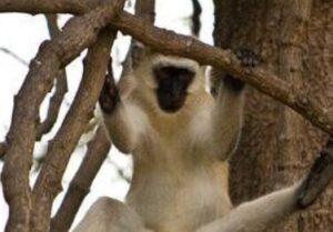 【画像】サルのおキンタマ、目立ちたがり屋だったwwwwwww
