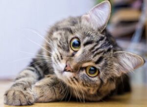 【動画】鷹、ネコを捕食した結果wwwwwwwwww