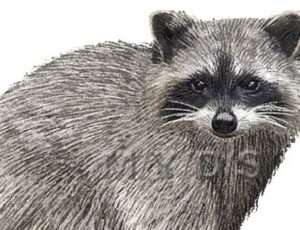 【動画】アライグマ、捕獲されて突然『死んだふり』してて草