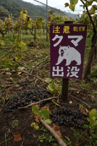 キャンベルやナイアガラなど15キロ食い荒らされる　観光ブドウ園でクマの被害　前日も同じ地域で目撃情報