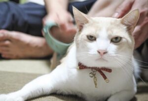 寝たフリしながらアイス食べるネーコ、可愛すぎる【動画あり】