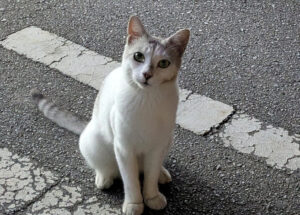 【画像あり】野良猫とさよならしてきた