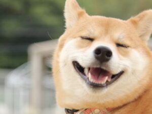 【動画】バカイーヌ、飼い主の家を全焼させて終わる