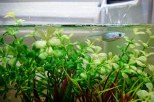 メダカの水槽に射精したらバクバク食い始めてワロタｗｗｗｗｗｗｗ