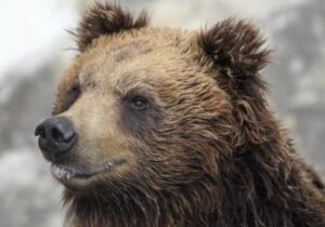 【動画】ヒグマさん、自分の巣に帰宅して『空き巣』がいた結果こうなる