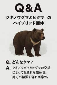 「ツキノワグマとヒグマのハイブリッド個体がいる？」「山にドングリをまけばいい？」クマにまつわるウソ・ホント、秋田県が作成したQ&A