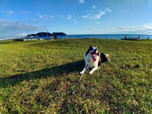 【悲報】我が家のバカ犬(4)をしつけ教室に預けようとした結果・・・
