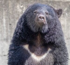 【画像】想像の10倍デブなヒグマさんがこちらwwwwwww