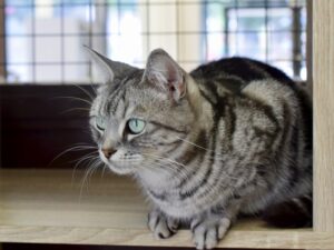 【画像】ねこのかわいい画像貼っていく