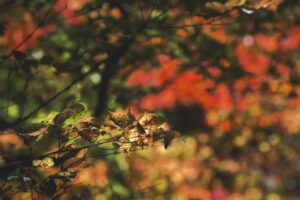 【画像】北海道に紅葉狩りに来たんやが、これクマの痕跡か？