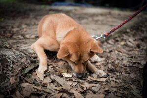 【画像】犬を散歩中の男がヒグマに襲われた札幌の公園がこちら・・・