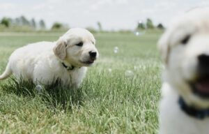 【悲報】女に「犬の画像」を見せるだけで逮捕されるらしい