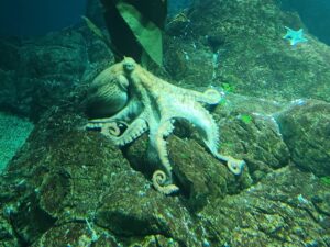【動画】ガチでブチギレたタコ、恐ろしすぎる