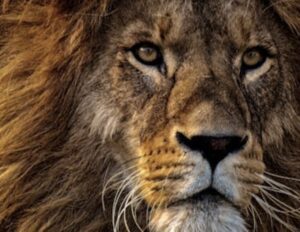 女性、サファリパークで車を降りて猛獣に連れて行かれる・・・