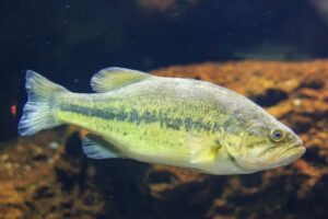 ブラックバスを池に逃すのが趣味なんだけど同じ人いる？