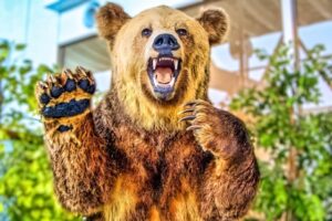 【動画】知床、ヒグマと人間が共存しすぎだと話題😨