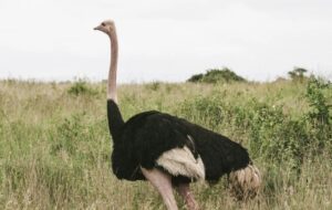 人間のクソガキを恐怖の底に叩き落とす陽キャすぎるダチョウwwwwwwww