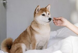 【画像】彡(^)(^)「イッヌの昼ごはんカリカリでええやろ！」