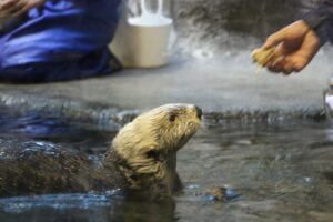 【悲報】鳥羽水族館のラッコの飼育員さん、全モザイク処理が決定