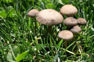 【画像】農林水産省「食べられるきのこは１つだけ。 どれでしょう🍄」