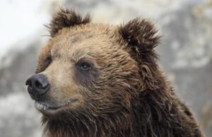 【動画】陽キャ、クマにぶん殴られて肋骨6本を骨折