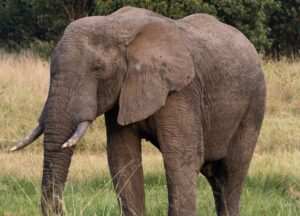 【動画】ゾウvsサイ、わずか40秒で決着がついてしまうwwwwwwww