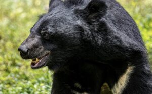 【悲報】仙台市、クマの包囲攻撃を受ける