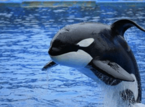 【動画】水族館のシャチさん、下痢シャワーを客に浴びせてしまうwwwwww