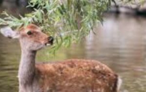 【動画】鹿、勝手に他人の庭のプールで溺れた結果・・・・・・