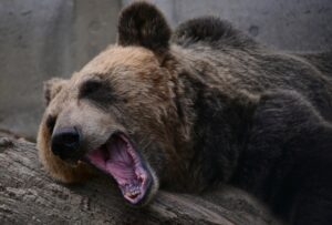 【悲報】クマ対応の自衛隊さんの初期装備、レベチｗｗｗｗｗｗ