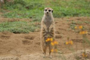 👩「諸事情でミーアキャット飼えなくなったから誰か20万以上で買って😢」→フルボッコにされるｗｗｗｗｗｗ