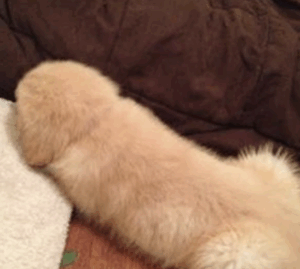 【画像】ぬいぐるみペニス症候群とかいうやばい病気wwwww