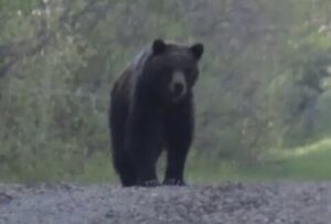 【画像】クマさん、悪者ではないことが判明してしまう
