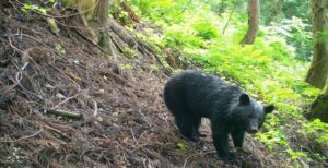 【画像】岐阜県のクマと変質者の目撃場所の同じマップで記載した結果ｗｗｗｗｗｗｗｗｗｗｗ
